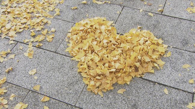 約1.2キロのイチョウ並木、黄色に色づく 12月中旬まで見頃 山口・周南|TBS NEWS DIG