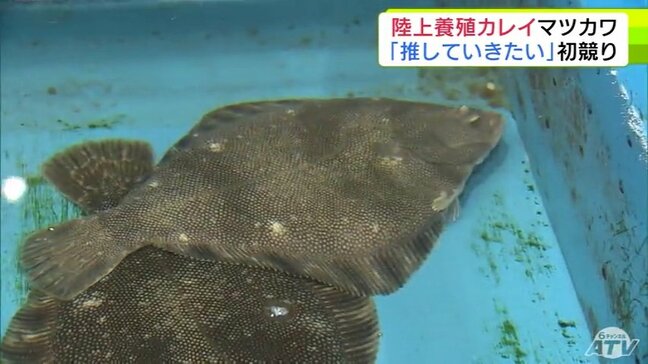 陸上養殖した高級カレイ「マツカワ」の初競り 高値は1kgあたり3900円で取り引き 旬に関係なく出荷できるため関係者から大注目「年中使える陸上養殖のマツカワを推していきたい」 青森県八戸市|TBS NEWS DIG