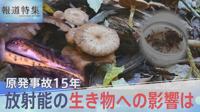 原発事故15年 キノコ、ヤマメ、アユ、ヒラメ…放射能の生き物への影響は【報道特集】|TBS NEWS DIG