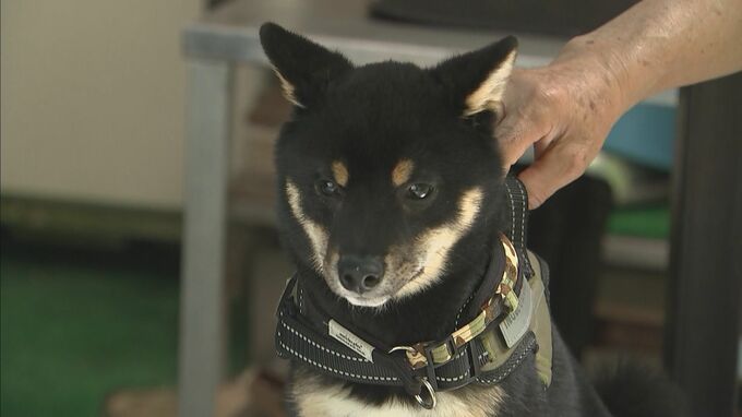犬と散歩中の男性がクマとみられる動物と遭遇　犬は負傷　過去に痕跡の確認例ない　広島･福山市　|　RCC NEWS | 広島ニュース | RCC中国放送