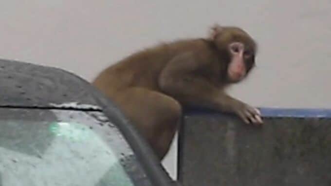 サル出没　天文館・与次郎・谷山などの市街地にも　鹿児島市の広範囲で目撃「複数匹が行動か」【猿情報】|TBS NEWS DIG