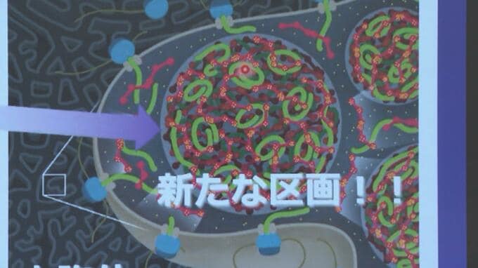 体の中の「小さな工場」で新発見！ 糖尿病やアルツハイマーの治療につながるか　東北大学などの研究チームが発表|TBS NEWS DIG