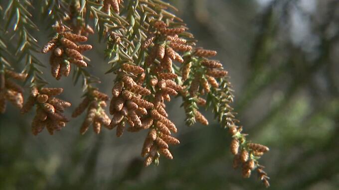 いやぁ～な季節がいよいよやってくる　富山県の今年のスギ花粉の飛散開始日は2月19 日前後と予想　例年より 6 日早く…|TBS NEWS DIG