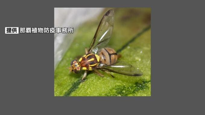 ウリ科の植物を食い荒らすセグロウリミバエを宮古島で確認　先島諸島で初|TBS NEWS DIG