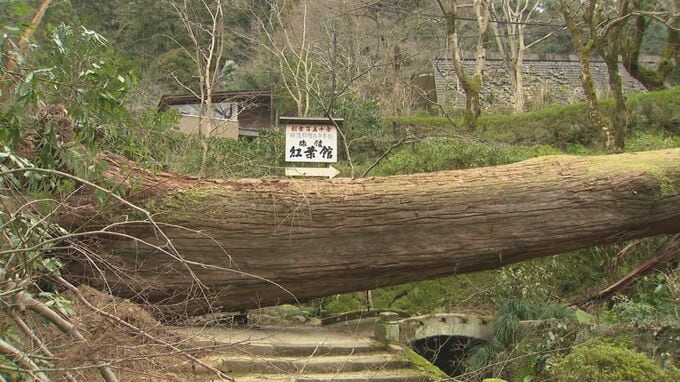 2月の大雪の影響で、推定樹齢700年の杉の巨木がボキリ…清水寺で撤去作業開始　臨時休業を余儀なくされた旅館は…桜の名所は…|TBS NEWS DIG