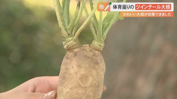 体育座りをした「ツインテール大根」…かわいい大根が収穫できました　|　BSSニュース | BSS山陰放送