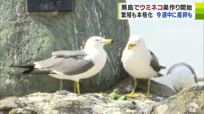 「こんなにいるとは…」産卵に向け…　約4万羽が羽を休める『蕪島』でウミネコの巣作りが始まる　早ければ今週中に産卵も|TBS NEWS DIG