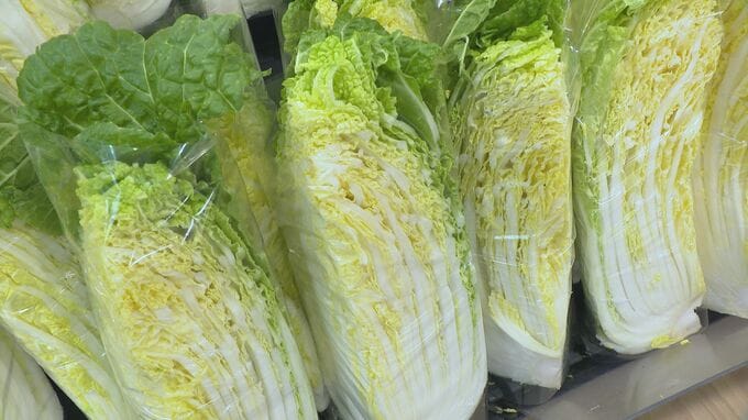 1月のハクサイ価格は平年比368%…2月も野菜14品目で高値続く見込み 金沢中央卸売市場　|　石川県のニュース｜MRO北陸放送