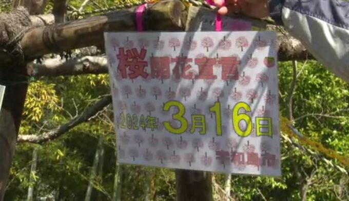 宇和島市のサクラ  独自の“開花宣言”　|　愛媛のニュース - Nスタえひめ｜あいテレビは6チャンネル