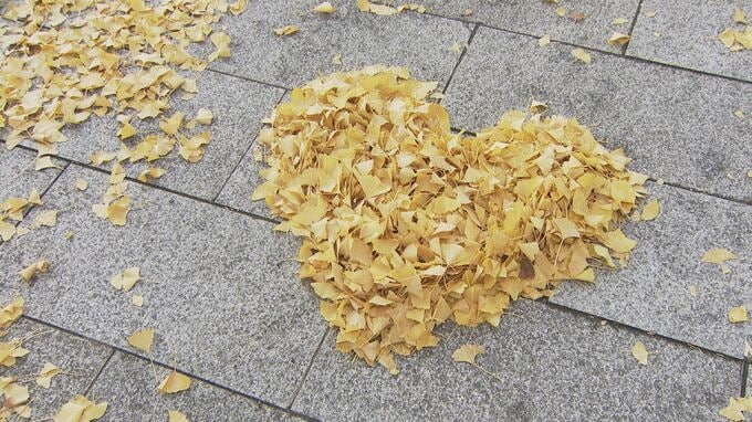 約1.2キロのイチョウ並木、黄色に色づく 12月中旬まで見頃　山口・周南　|　山口のニュース・天気・防災｜tys NEWS｜ｔｙｓテレビ山口