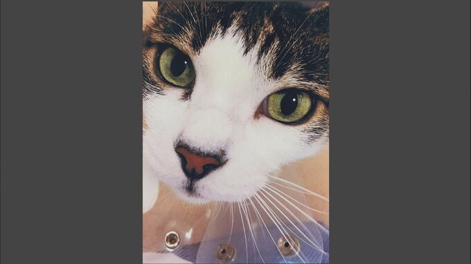 天皇ご一家の飼い猫「みー」が息を引き取る　皇后さまが園遊会で横尾忠則さんに写真を見せた猫　愛子さまが名付け親|TBS NEWS DIG