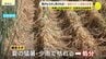 秋雨前線や台風24号も“恵みの雨”ならず　「もう少し早く降ってほしかった」　伝統野菜「ネギ」が猛暑＆少雨で全滅　広島　|　RCC NEWS | 広島ニュース | RCC中国放送