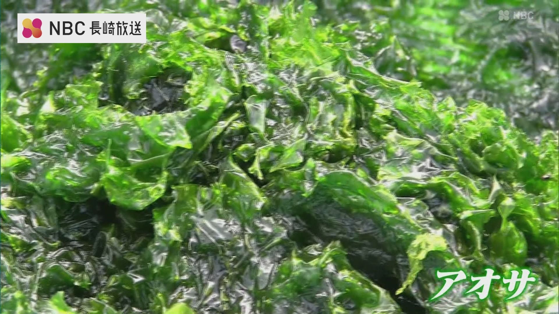 磯の風味が広がる早春の味 アオサ採り | ニュース | NBC長崎放送