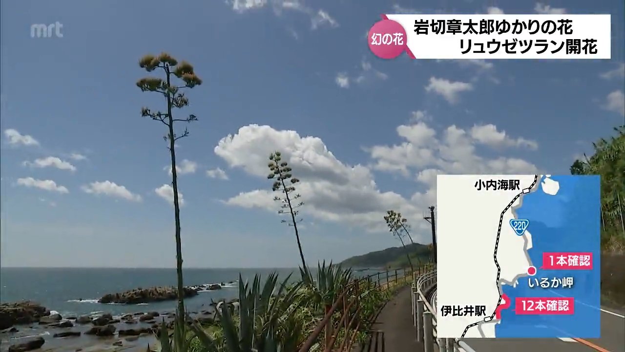 数十年に1度しか咲かない」リュウゼツランの幻の花 日南海岸で一度に10