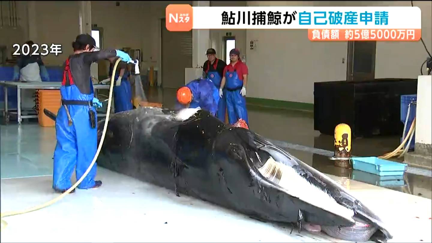 クジラの町で…商業捕鯨業者が自己破産申請 負債5億5000万円 宮城・石巻