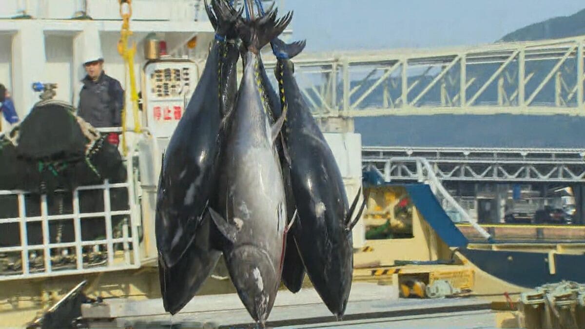 マグロ 異例”の早さ 初夏の味覚「クロマグロ」1982年以降最も早い「初水揚げ