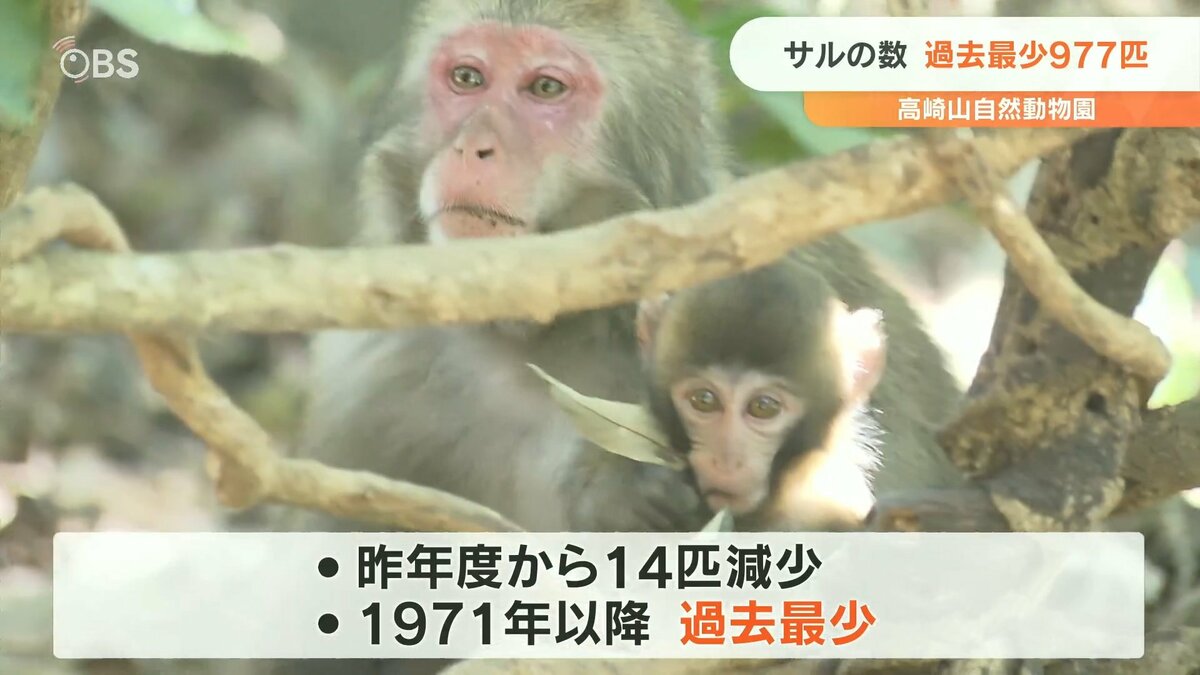 高崎山ニホンザルの個体数977匹 過去最少に 大分 | 大分のニュース