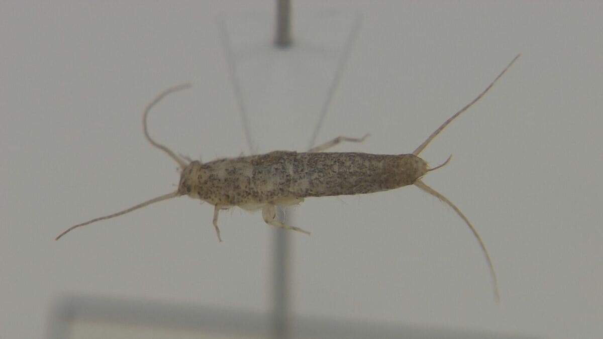 紙 を 食べる 虫