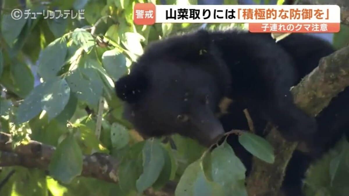 目撃時期例年より早い…」 富山市がGW前にクマ対策で連絡態勢確認