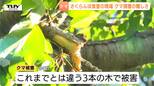 浮き彫りになる“クマ捕獲の難しさ”　きのう設置の箱ワナにかからず　枝は折られ、実はほとんどない…新たに3本の木でさくらんぼの食害（山形・村山市）|TBS NEWS DIG