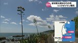 「数十年に1度しか咲かない」リュウゼツランの幻の花　日南海岸で一度に10本以上咲く　|　MRTニュース ｜ ＭＲＴ宮崎放送