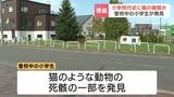 猫とみられる頭部  小学生が発見 公園のすぐそばの路上　動物愛護法違反の疑いで捜査　北海道岩見沢市|TBS NEWS DIG