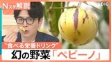 「日本では幻の果実」メロン?洋梨?野菜なのに甘い“食べる栄養ドリンク”と注目の新野菜「ペピーノ」【Nスタ解説】|TBS NEWS DIG