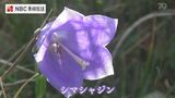 “強い風が吹く厳しい環境を好む” 絶滅危惧種「シマシャジン」の花が見頃 | 長崎のニュース | 天気 | NBC長崎放送