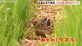 絶滅危惧種、“野生”のウズラ撮影に成功 澤江弘一さん「全体像撮るのに苦労した」 南下途中に立ち寄ったか 富山市宮条 | 富山のニュース|天気・防災|チューリップテレビ