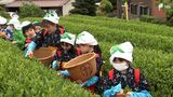 「とったときの感触が好き」小学生が茶摘み体験 “一芯二葉”教わり丁寧に=静岡・富士宮市 | 静岡のニュース | SBSNEWS | 静岡放送
