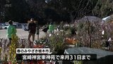 春の訪れを感じさせる花や木を展示・販売 春のみやざき植木市|TBS NEWS DIG