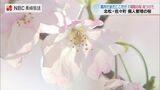 ソメイヨシノが満開!? 一足早い《満開の桜》を訪ねると個人管理の絶景だった　長崎　|　長崎のニュース | 天気 | NBC長崎放送