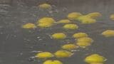 ユズの産地・山あいの温泉でゆず湯のサービス　島根県益田市|TBS NEWS DIG