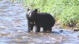 クマに襲われて死亡は全国で12人 文科省が学校でのクマ対策を促す 対策グッズが品薄の店舗も | 山梨のニュース | UTYテレビ山梨