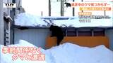 季節に関係なく「誰もがクマと遭遇するリスク」あり!熊に出くわした際の注意点と対策は?専門家に聞く(山形) | 山形のニュース│TUYテレビユー山形