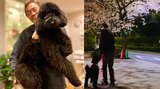 【いぬ】遠藤憲一さん　愛犬・クロミちゃんと夜桜散歩も「チラ見しかできず」　愛犬優先の遠藤さんにフォロワー萌える|TBS NEWS DIG