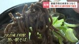 ９か月で1万杯以上売れた！北海道音威子府村の名物「黒い駅そば」が通年で完全復活　廃線危機のマチの未来つなぐ希望の一杯|TBS NEWS DIG