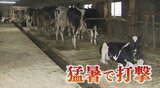 「死んじゃうまでいくのは珍しい」猛暑で牛が病死 飼料高騰も止まらず 酪農家にダブルの打撃|TBS NEWS DIG