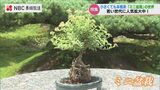 ちっちゃい大木をつくる “盆栽” 若手植木職人が鉢の上で描く『大自然の物語』 | 長崎のニュース | 天気 | NBC長崎放送