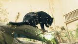 全身真っ黒の珍しいジャガーとともに 動物園の新たなジャガー舎を公開 泳ぐシーンも見られます　|　名古屋・愛知・岐阜・三重のニュース【CBC news】 | CBC web