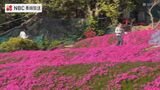 「喜んで帰られるのが楽しみ」手作り庭園の芝桜 見ごろ【長崎・対馬】 | 長崎のニュース | 天気 | NBC長崎放送