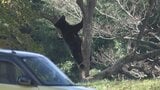 カキの木にとどまっていたクマ駆除 近くにいた子グマも 仙台|TBS NEWS DIG