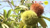 秋だ！集まれ！栗ひろい　イガから取り出して…袋いっぱい　広島・三次市　|　RCC NEWS | 広島ニュース | RCC中国放送