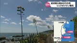 「数十年に1度しか咲かない」リュウゼツランの幻の花 日南海岸で一度に10本以上咲く|TBS NEWS DIG