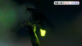 初夏の夜に舞うホタル はかない光の軌跡 山口|TBS NEWS DIG