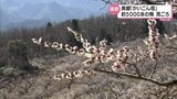 およそ5000本の梅が満開 美郷町の梅園 今月中旬まで見ごろ|TBS NEWS DIG
