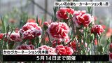「すごくきれい」「思ったより種類がある」カーネーション353品種 1万4400株の見本園  まだ市場に出ていない新品種も＝静岡・河津町|TBS NEWS DIG