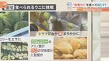 海藻を食べつくすし、売れない…“厄介者のウニ”を廃棄野菜で美味しくする 一石二鳥のエコな取り組み|TBS NEWS DIG