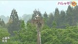 「国の特別天然記念物がここから広がっていくかも…」新潟県内で初めてふ化したコウノトリのヒナに足環装着|TBS NEWS DIG
