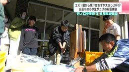 ユズ１個から果汁はわずか大さじ２杯！？高知県安芸市の小学生がユズの収穫体験　|　高知のニュース・天気｜KUTV NEWS | KUTVテレビ高知
